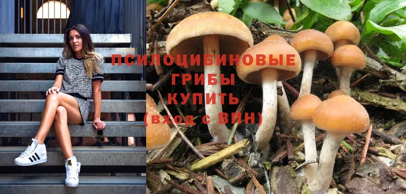 Галлюциногенные грибы Cubensis  хочу наркоту  Инза 